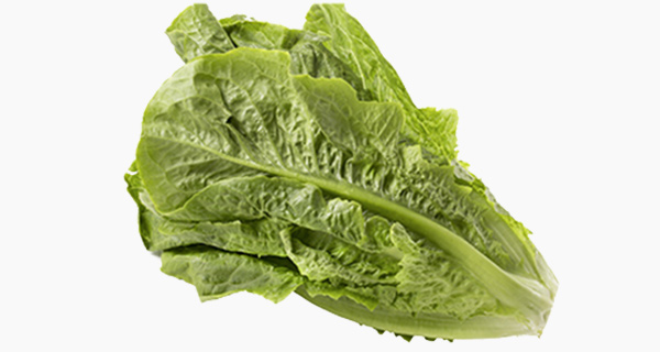 ロメインレタス